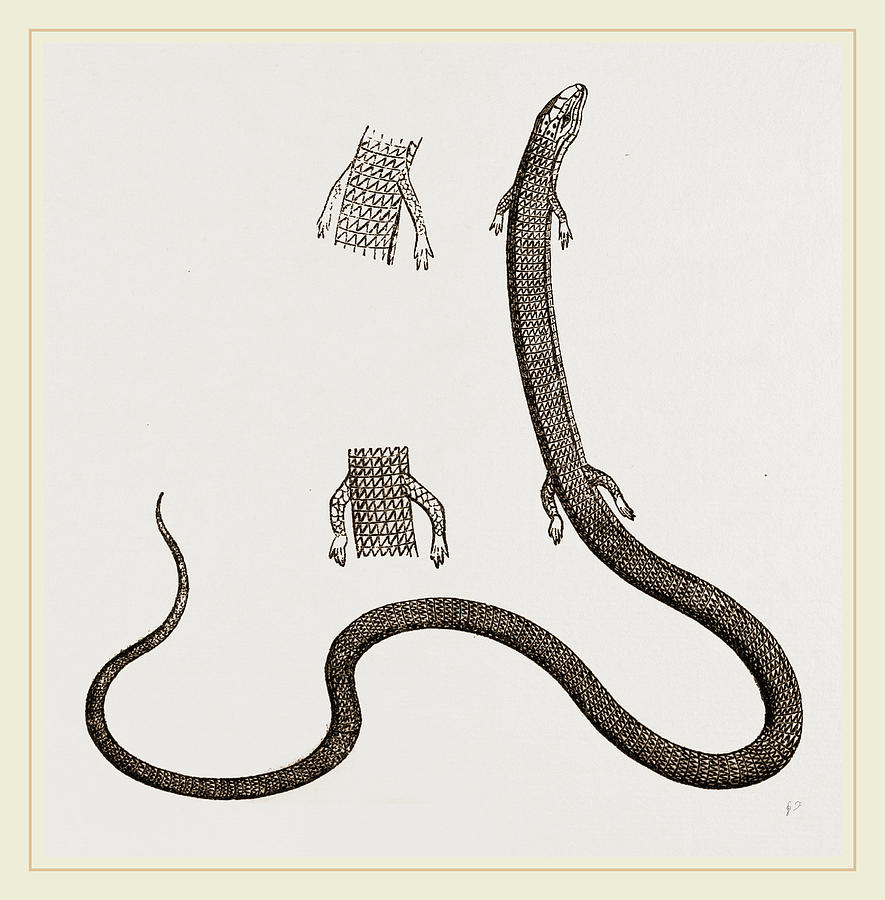 Four-toed Snake Lizard Drawing by Litz Collection - Pixels