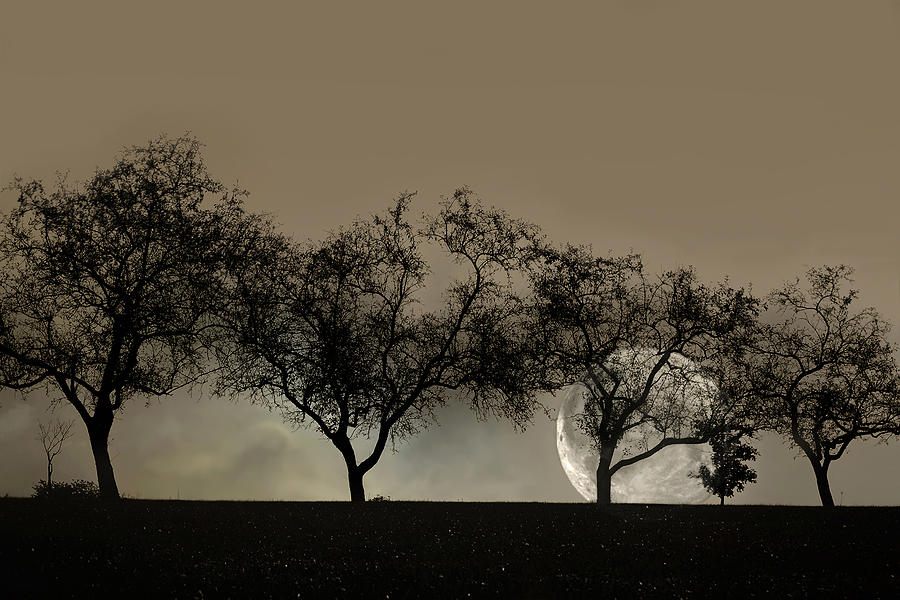 Four Trees and a Moon Photograph by Ann Bridges