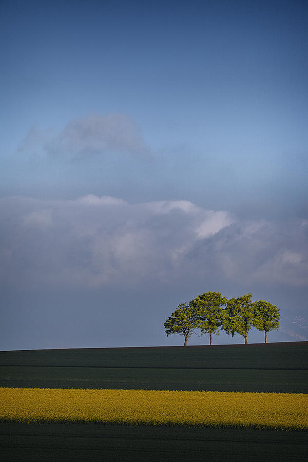 Four Trees  Photograph by Dominique Dubied