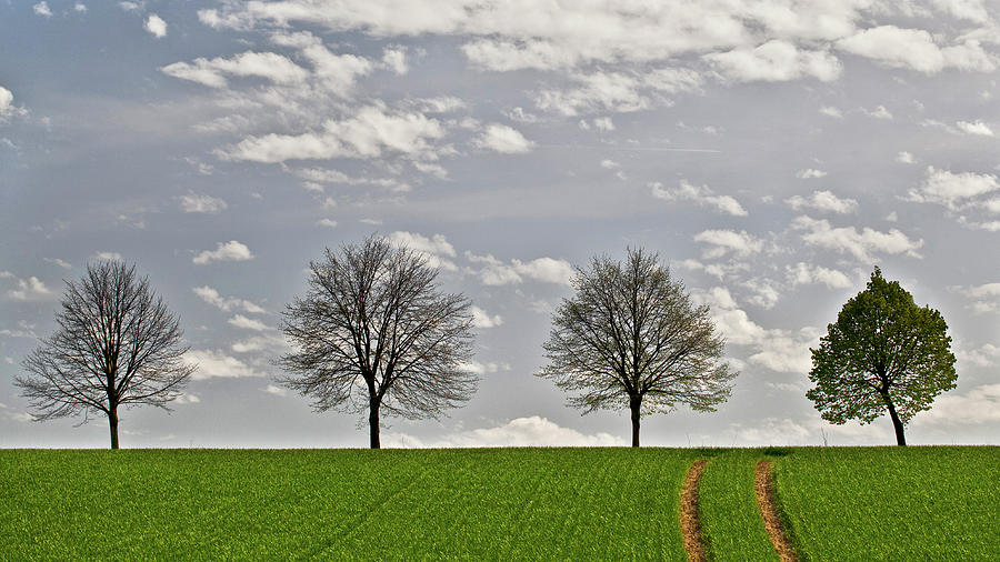 Four Trees Photograph by Reinhard Goldmann
