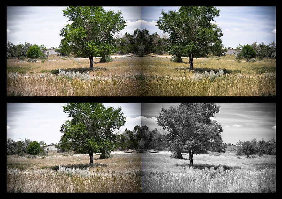 Four Trees - 400340 Photograph