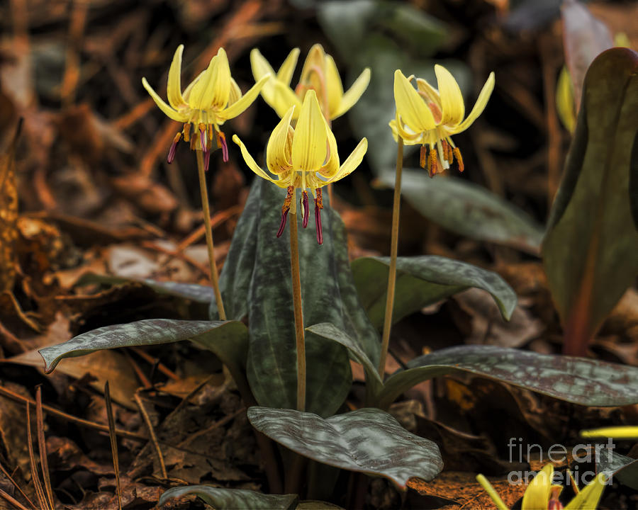 Four Trout Lilies Photograph by Barbara Bowen