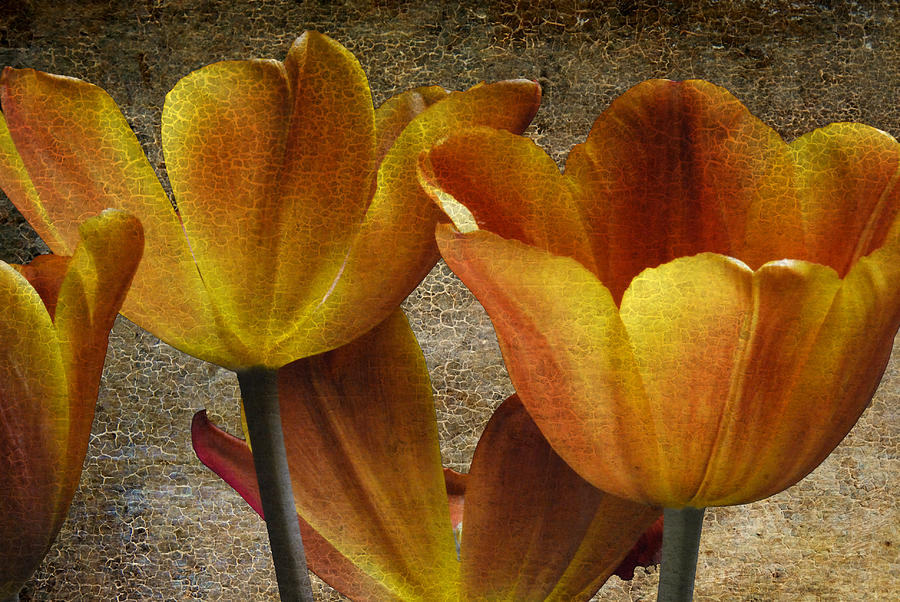 Four Tulips Photograph by Keith Gondron