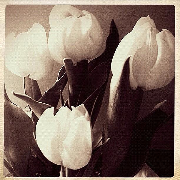 Tulip Photograph - Four Tulips  by Stefanie Roberts