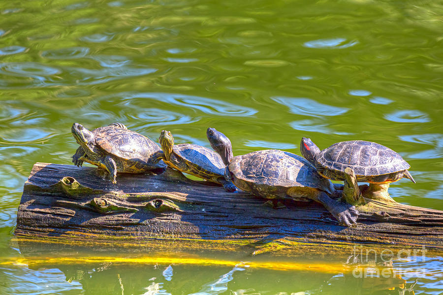 Four Turtles Photograph by Kate Brown