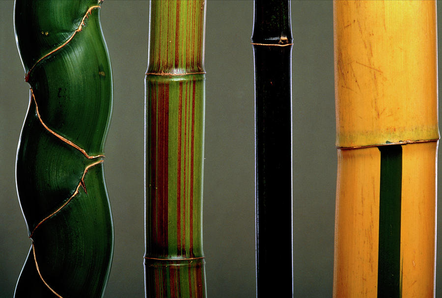 Four Types Of Bamboo Photograph by Pascal Goetgheluck/science Photo Library