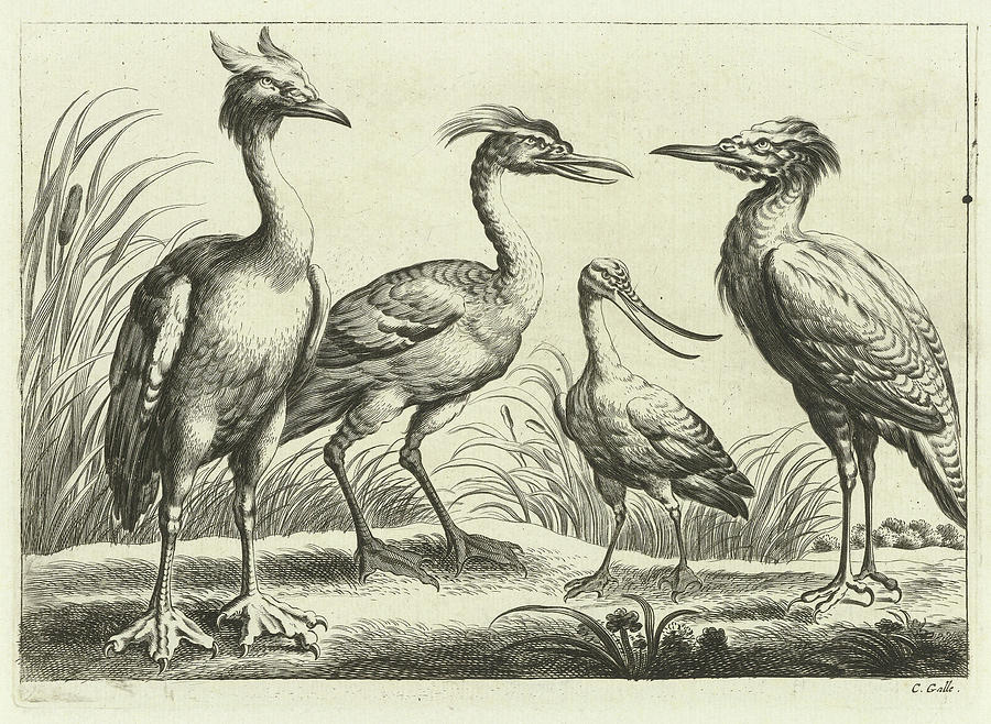 Francis Barlow Drawing - Four Waders, Pieter Van Lisebetten, Wenceslaus Hollar by Quint Lox
