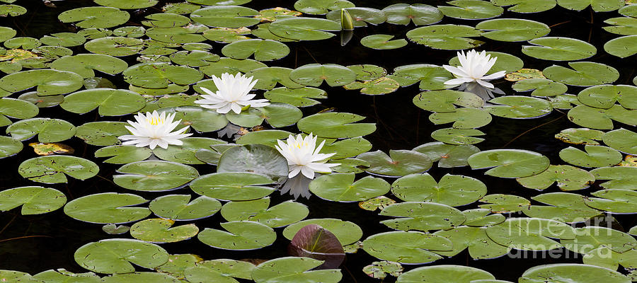 Four Water Lilies Photograph by Alan L Graham