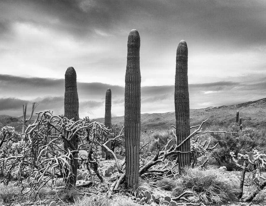 Saguaro National Park Photograph - Four Young Saguaros with Snow by Art Morgan
