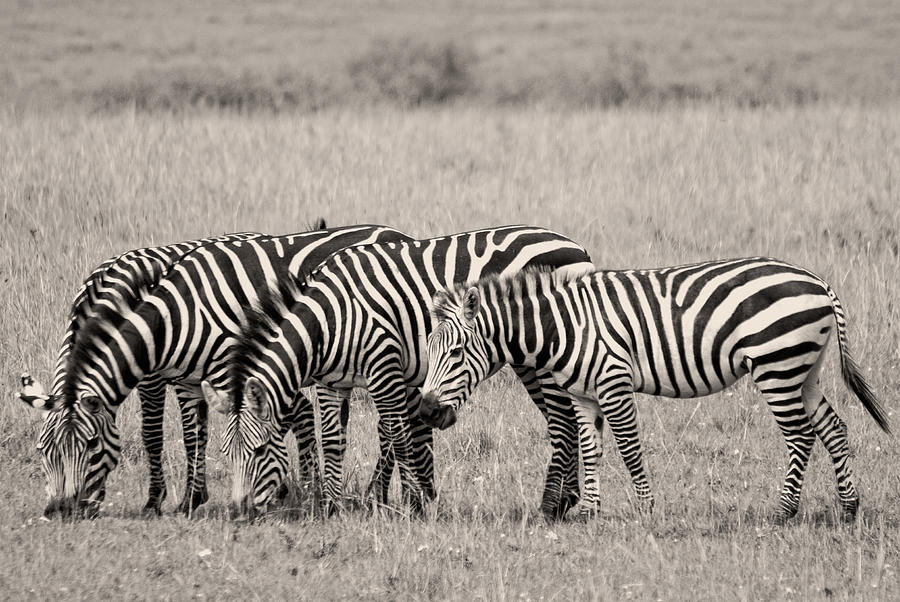 Four Zebras Photograph by Peggy Blackwell