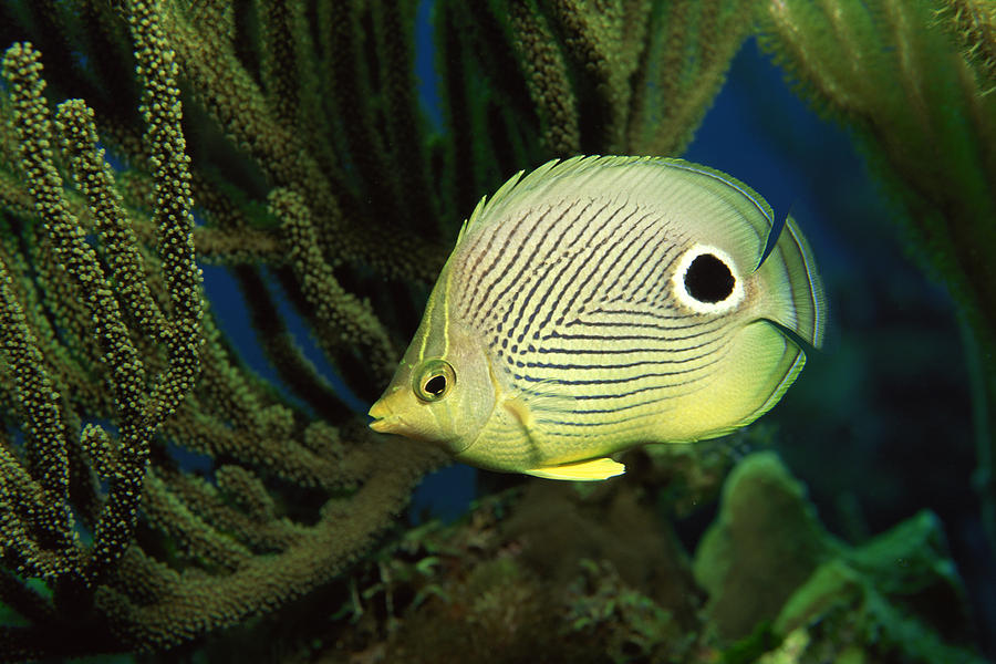 Foureye butterflyfish Photograph by Comstock