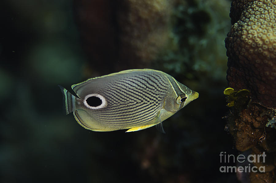 Foureye Butterflyfish Photograph by JT Lewis