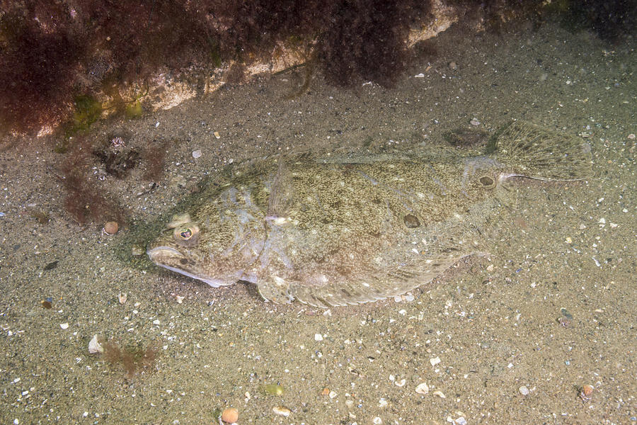 Fourspot Flounder Photograph by Andrew J. Martinez