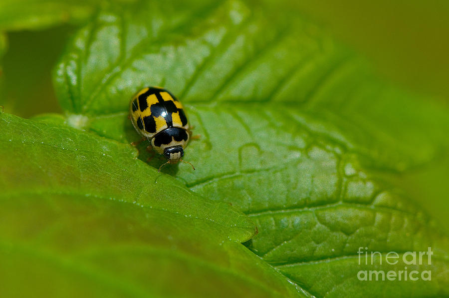Ladybug Photograph - Fourteen-spot Ladybird by Steen Drozd Lund