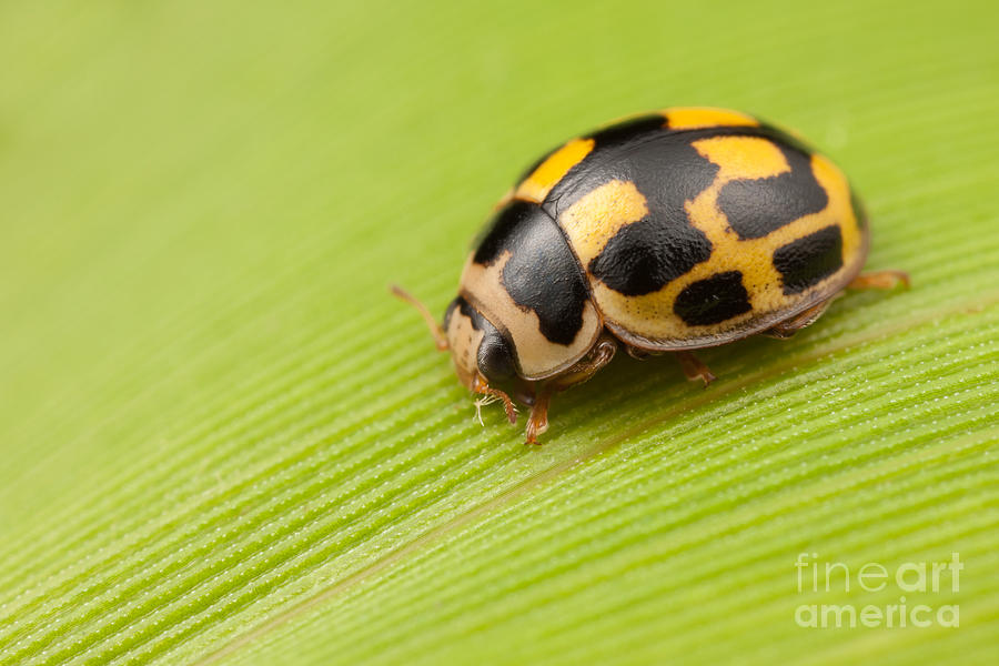 Animal Photograph - Fourteen-spotted Lady Beetle I by Clarence Holmes