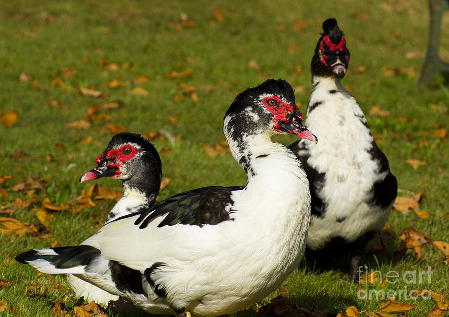 Duck Photograph - Fowl Family by Joe Geraci