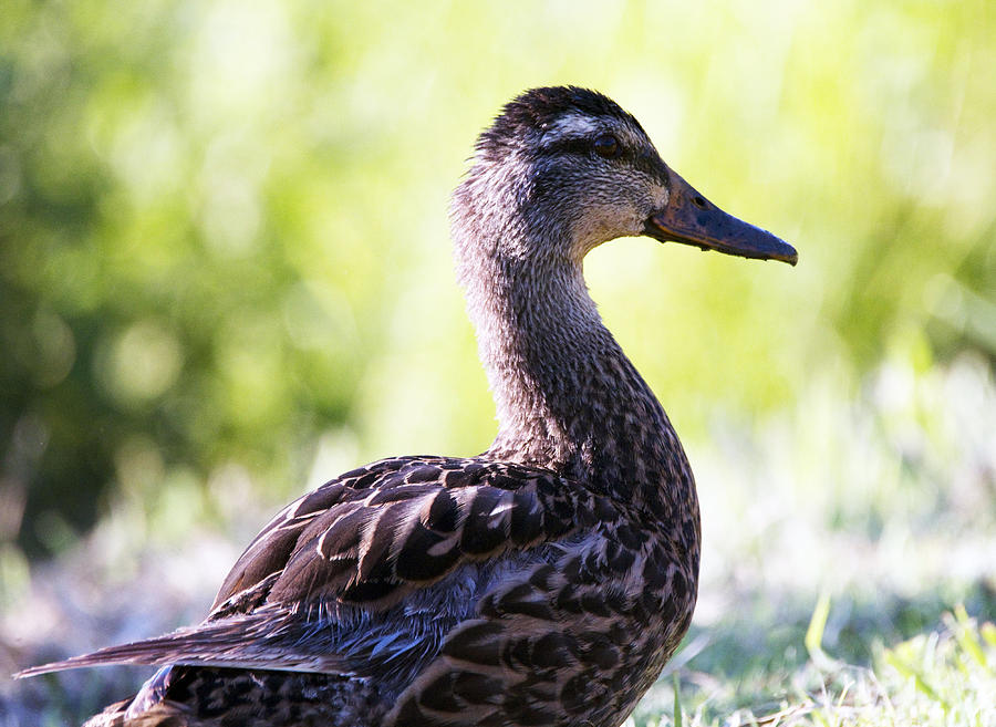 Fowl Friend II Photograph by Vernis Maxwell - Pixels