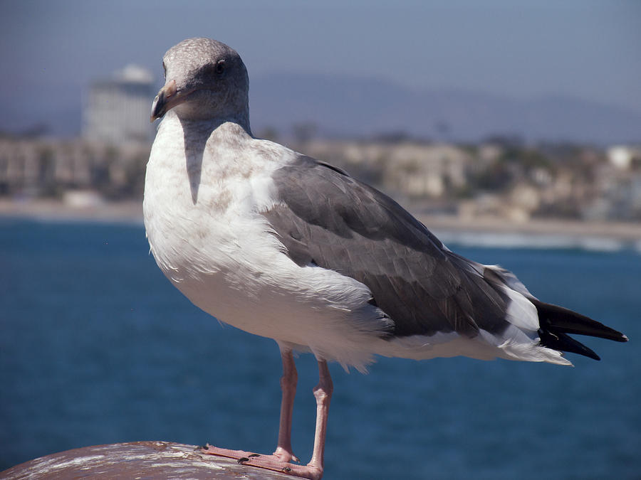 Seagull Photograph - Waterfowl Model by Richard J Cassato