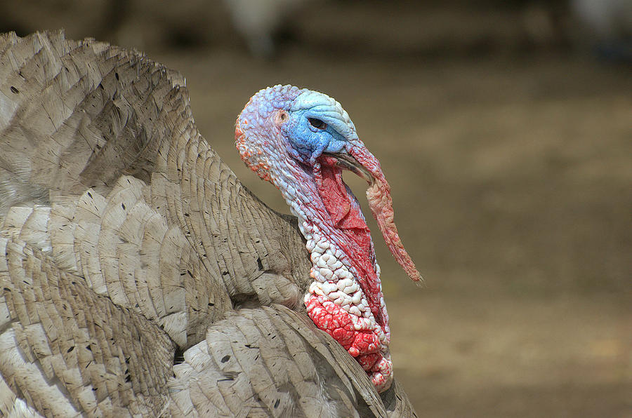 Fowl Mood Photograph by Fraida Gutovich