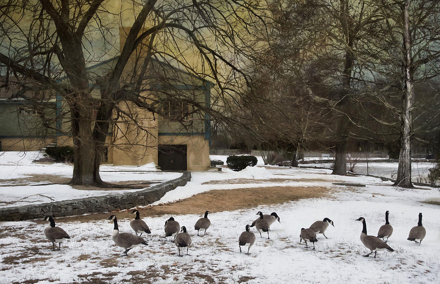 Fowl Weather Photograph by Robin-Lee Vieira