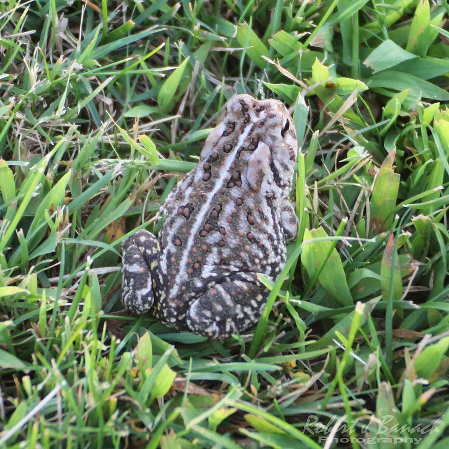 Fowlers Toad in Grass Photograph by Robert Banach