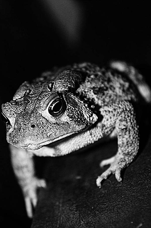 Nature Photograph - Fowlers Toad by Nichole Carpenter