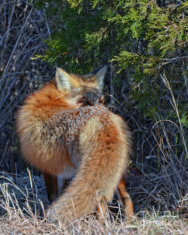 Bushy tail Photograph by Sami Martin