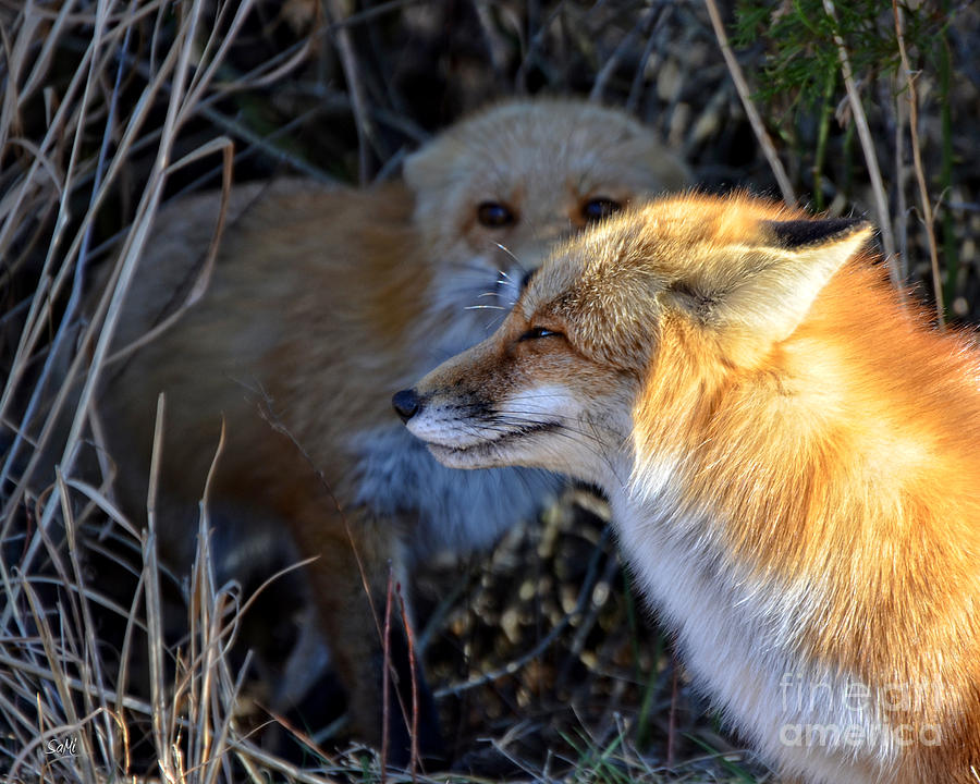 Wildlife Photograph - Fox 2 by Sami Martin