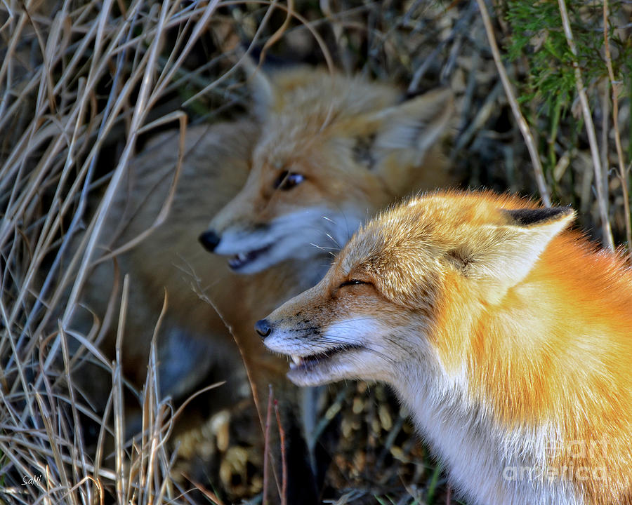 Animal Photograph - Fox 3  by Sami Martin