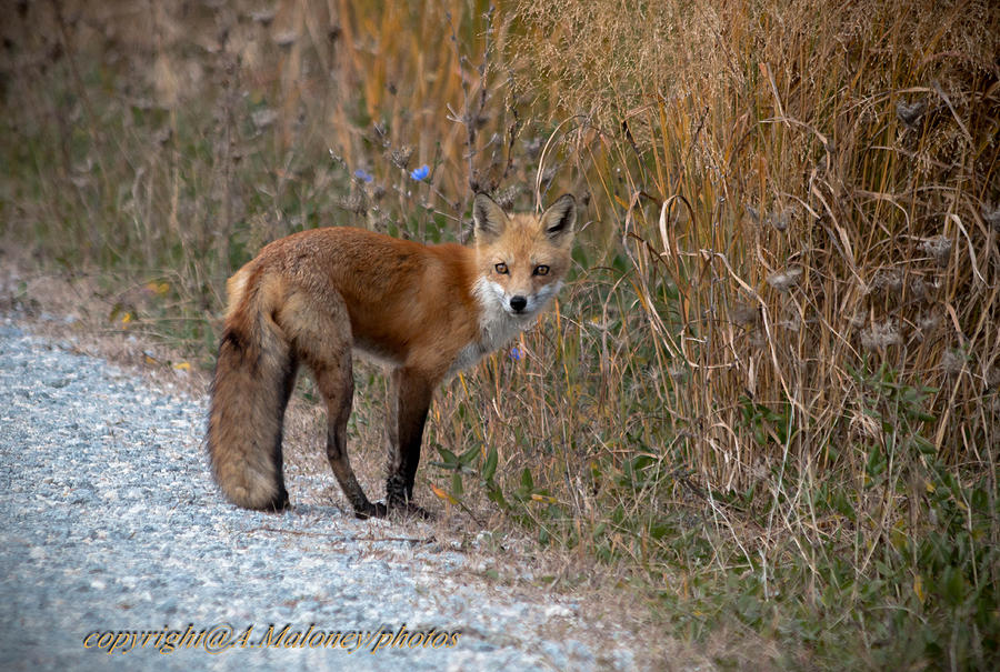 Nature Photograph - Fox by Amy Maloney
