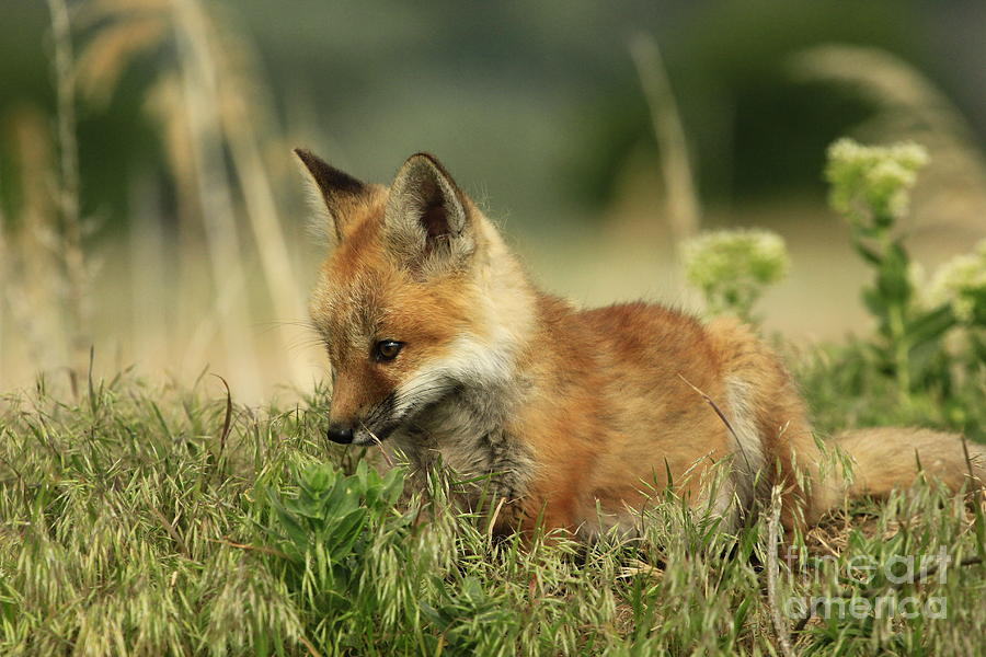 Fox Baby Photograph by Roxie Crouch