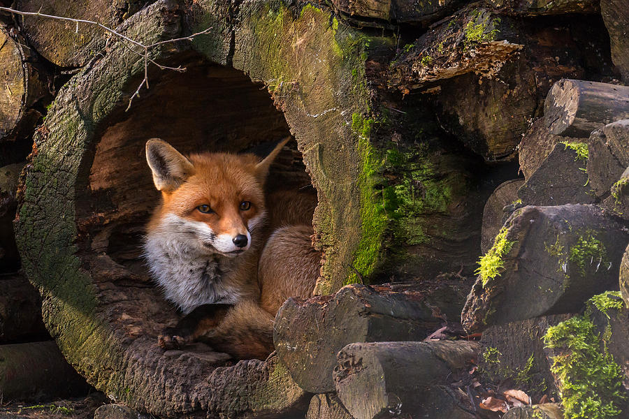 Fox Photograph by Cees Van Ginkel