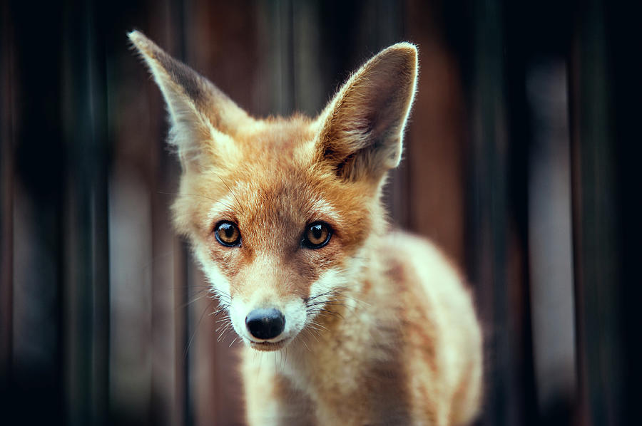 Fox Cub Photograph by A. Aleksandravicius