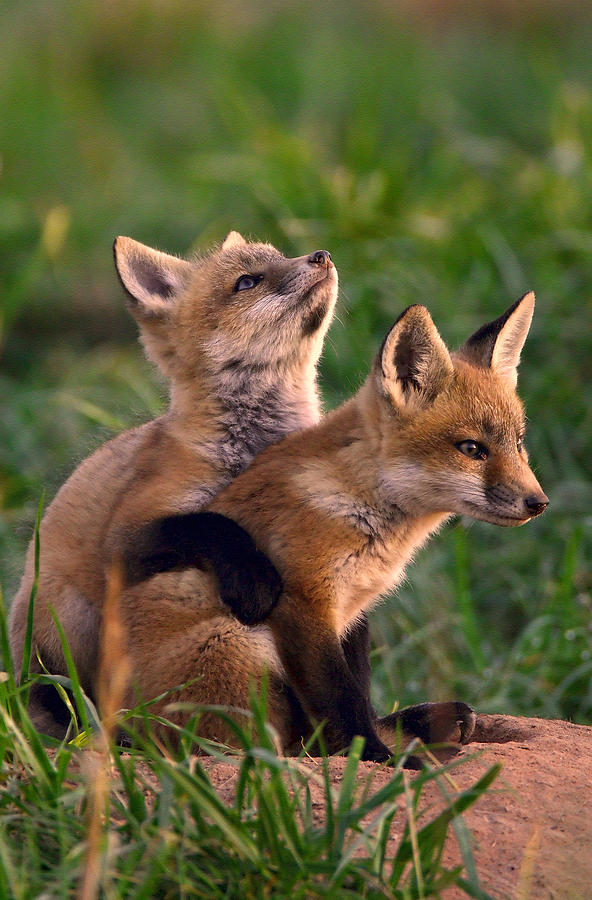 Fox Cub Buddies Photograph by William Jobes