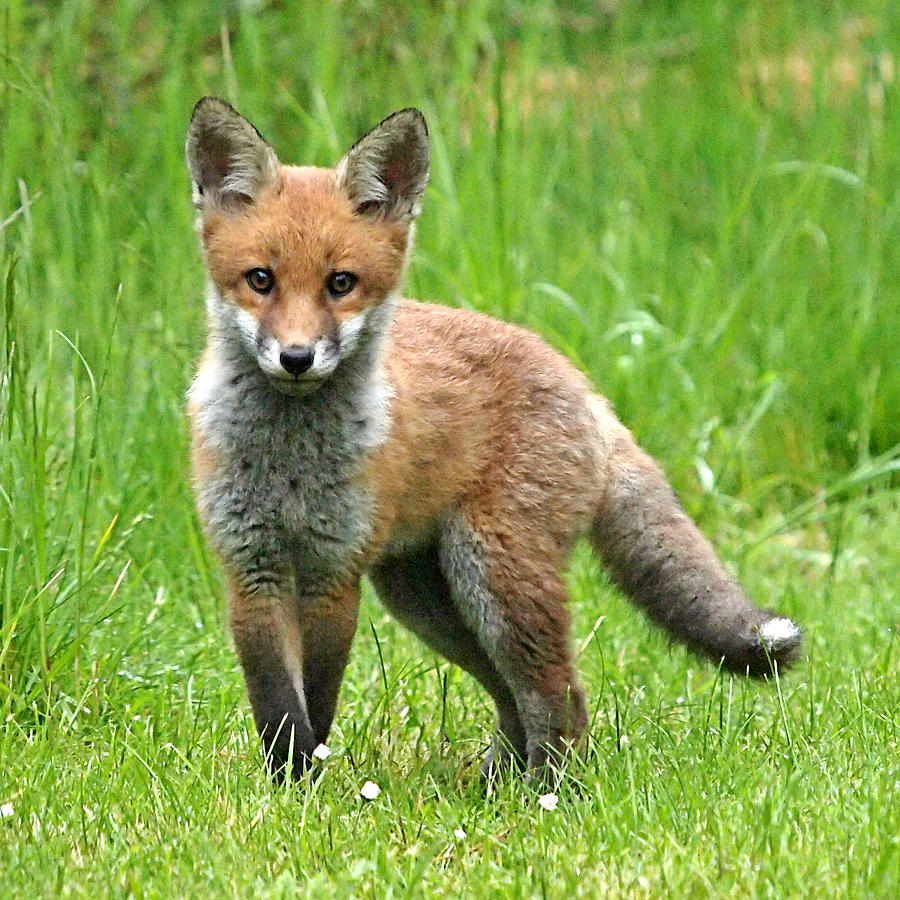 Wildlife Photograph - Fox Cub Watching You by Gill Billington