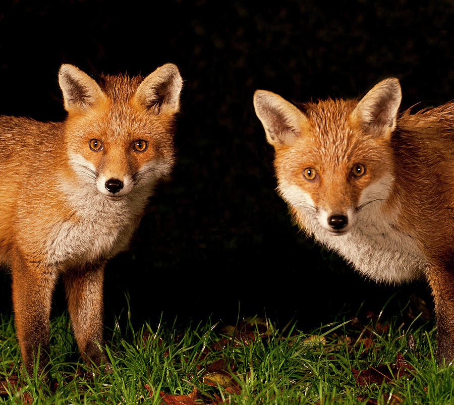 Fox Cubs Photograph by S.mcgrath