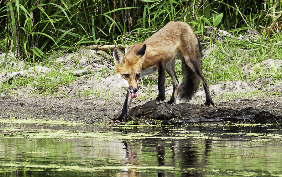 Fox Drink Photograph by Ed Peterson
