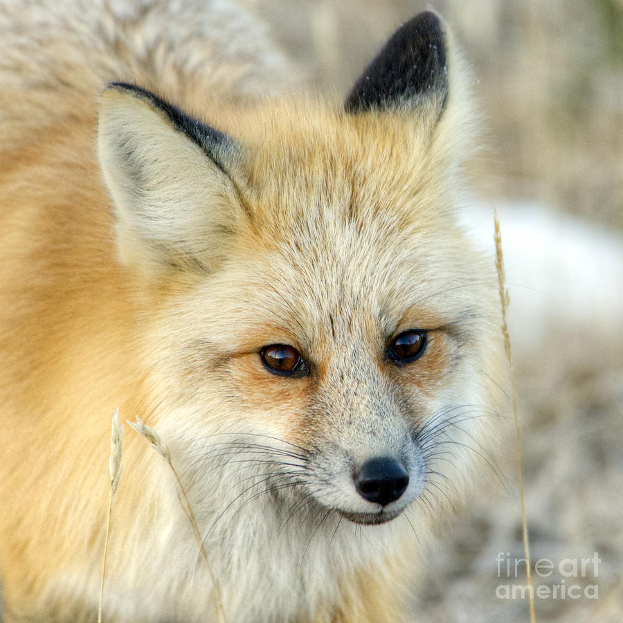 Fox Face Photograph by Deby Dixon