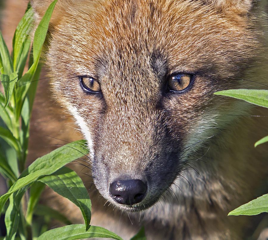 Fox Face Portrait Photograph by Bonnie DeLap | Fine Art America