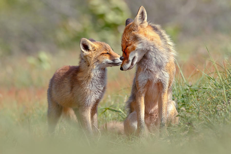 Fox Felicity Mother And Fox Kit Showing Love And Affection Photograph