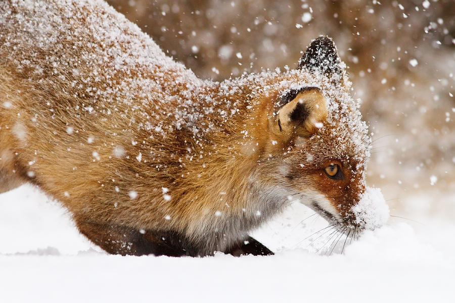 Wildlife Photograph - Fox First Snow by Roeselien Raimond