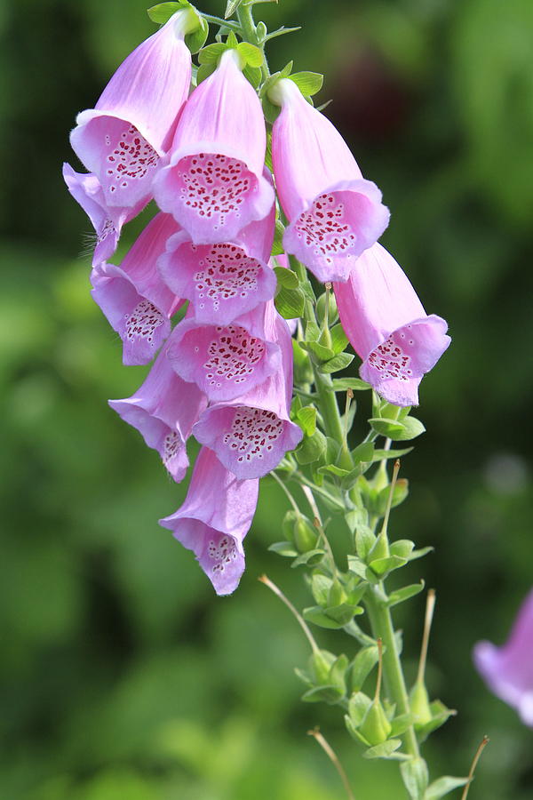 Flower Photograph - Fox Glove in Bloom by Shoal Hollingsworth