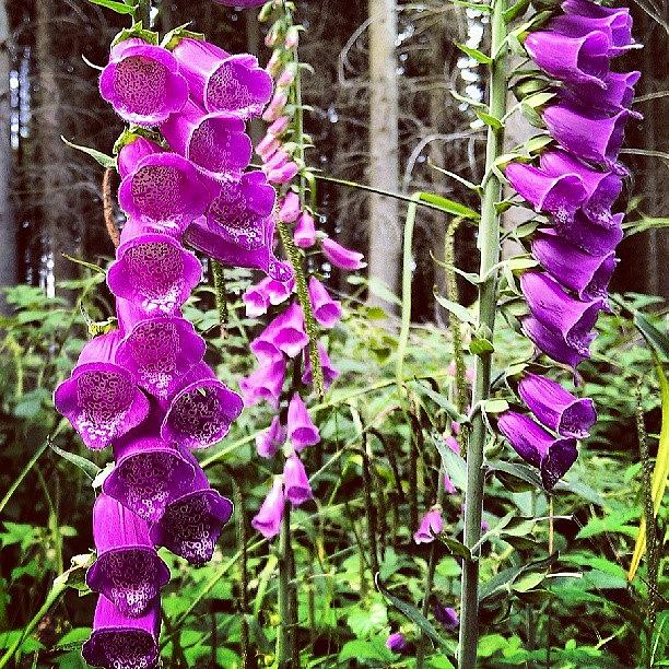 Fox Gloves In The Wild. Hastings Hiking Photograph by X Thompson