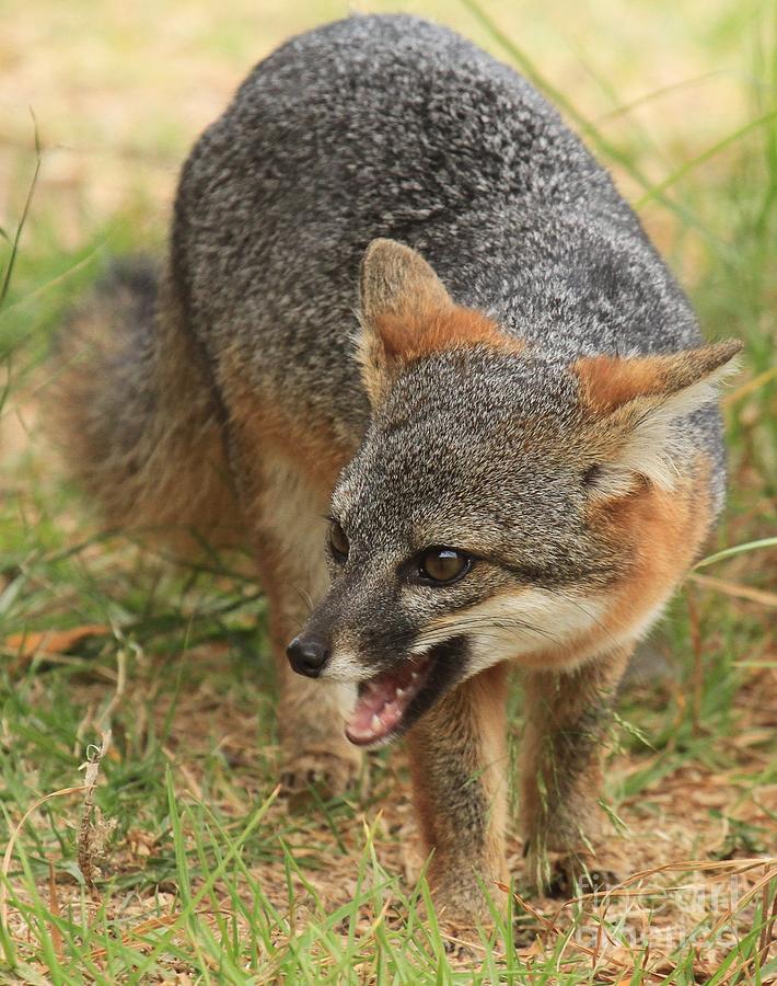 Fox Growl Photograph by Adam Jewell