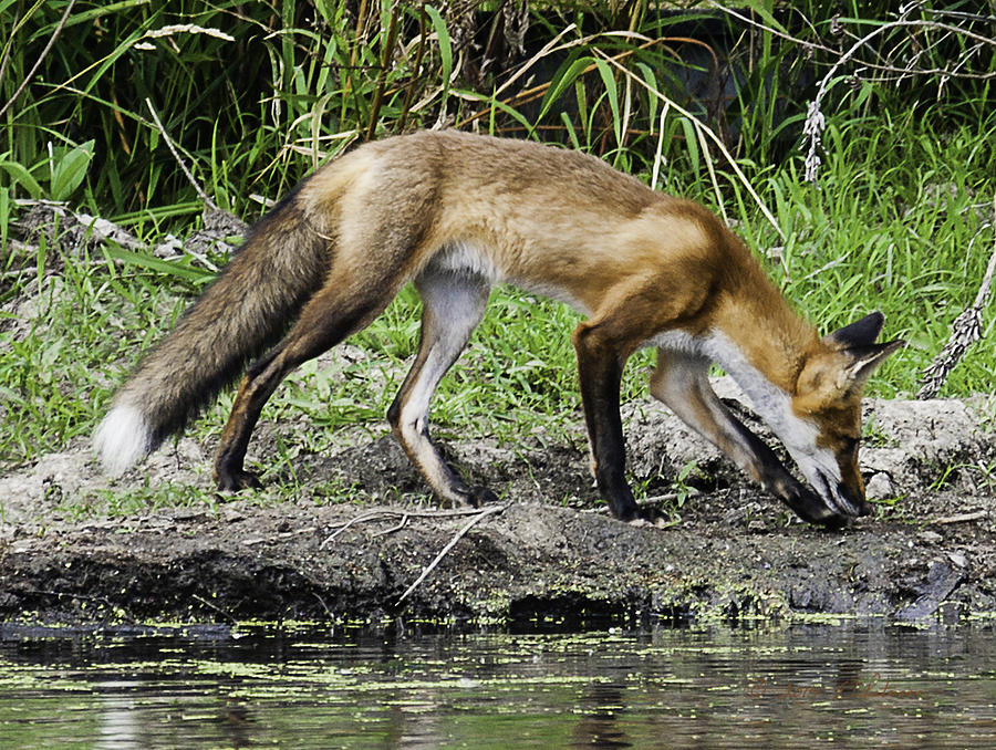 Fox Hunting Photograph by Ed Peterson