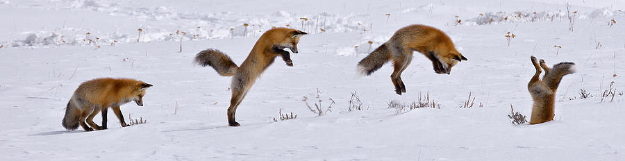 Wildlife Photograph - Fox in Flight by Larry Gambon