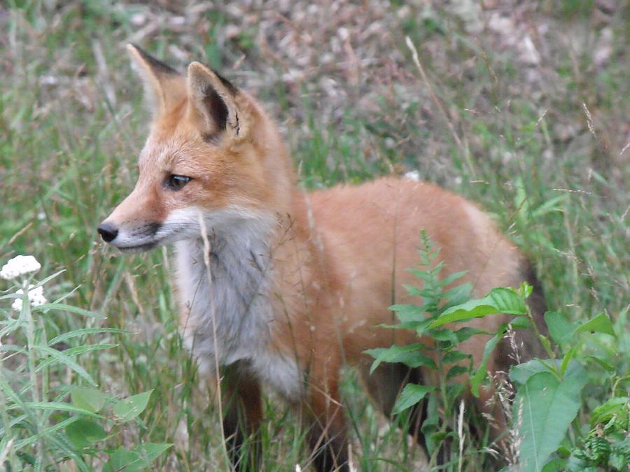 Fox in grass Photograph by Jane Munroe - Fine Art America