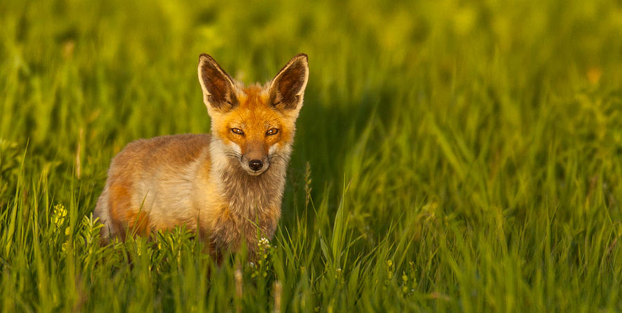 Fox in Grass  Photograph by Kevin Dietrich