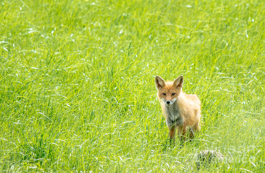 Fox in Green Photograph by Cheryl Baxter