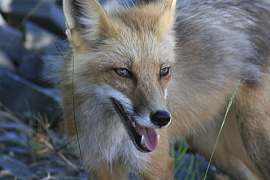 Fox In Minnesota Photograph by Matthew Winn